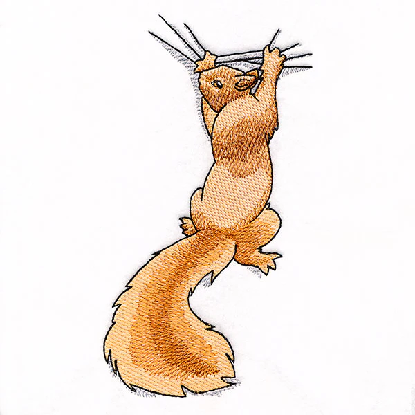 Hang in There Squirrel - Image 5
