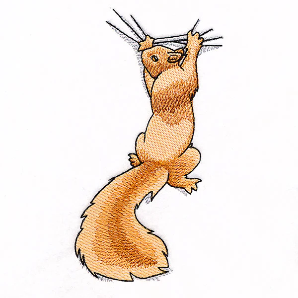 Hang in There Squirrel - Image 7