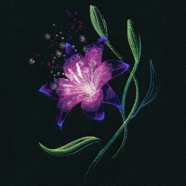 Lily of Wonder
