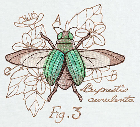 Nature's Curiosities Beetle Diagram