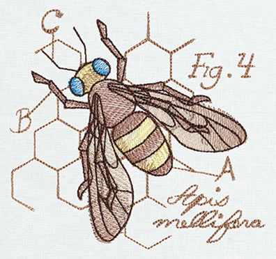 Nature's Curiosities Honeybee Diagram - Image 2