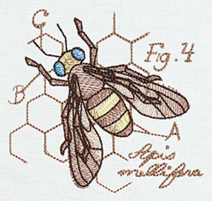Nature's Curiosities Honeybee Diagram - Image 3