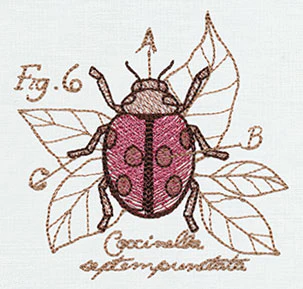 Nature's Curiosities Ladybug Diagram - Image 3