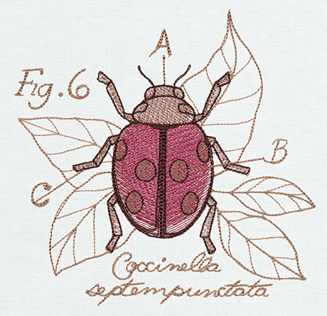 Nature's Curiosities Ladybug Diagram - Image 4