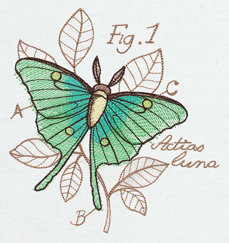 Nature's Curiosities Luna Moth Diagram