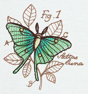 Nature's Curiosities Luna Moth Diagram - Image 3