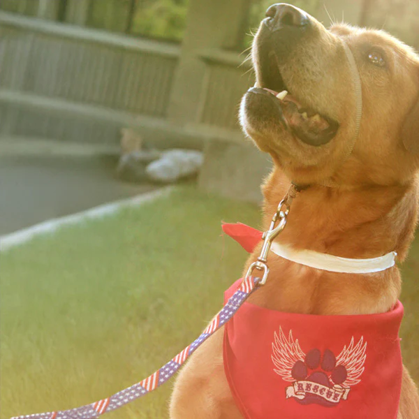 Rescue Paw - Image 7