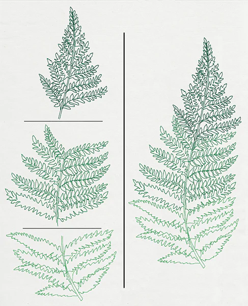 Where the Fern Grows (Split) - Image 5